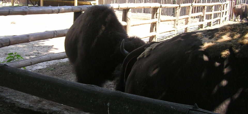 手机版ddos攻击器